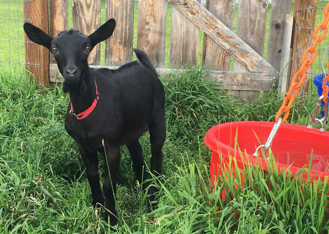 Mini alpine doe in the picture. Alpine makes the perfect pet goat for a first-time milker.