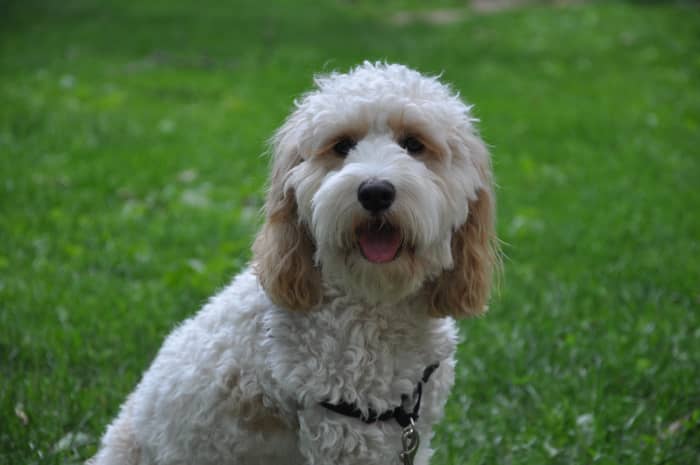 Cockapoos are extremely popular and come in a range of colours, but the merle colour is controversial