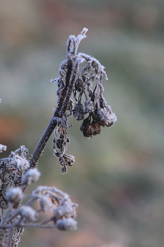 Our perception of winter as a depressing season may affect the way we view our dog's behaviour