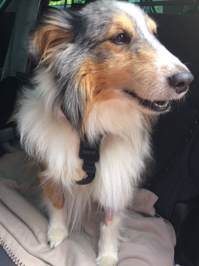 This dog's reverse sneezing was caused by inflammation of the throat and tonsils as a result of chronic acid reflux. He had to have his tonsils removed.