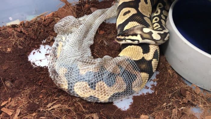 Ball Python Care Guide - PetHelpful