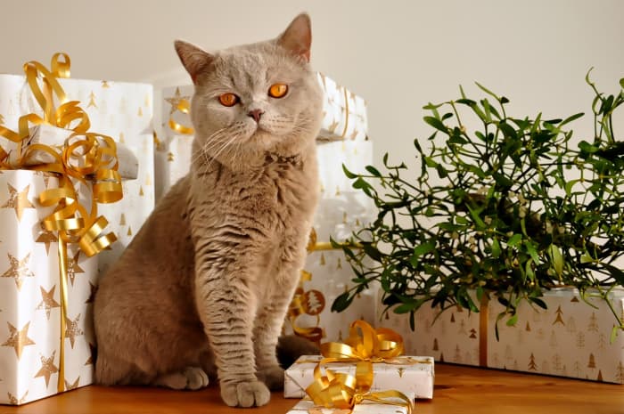 Pretty presents attract cats. All is calm at the moment, but those curly ribbons are sure fun for a cat to play with.