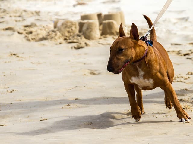 This dog is tense, pulling on the leash and the lips are pulled back, signs that he is stressed and over threshold.