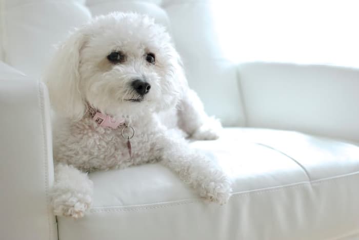 Bichon do not shed and can be taught early to be clean around the house.