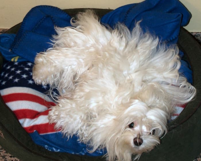 Maltese need to be bathed but do not shed and are amazingly clean.