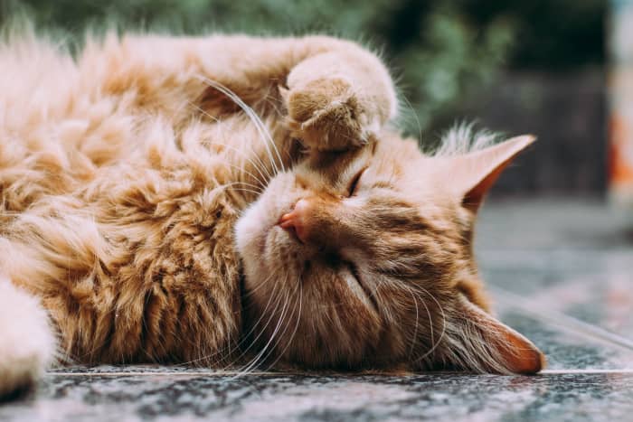 Кошки спят в среднем 15 часов в сутки.