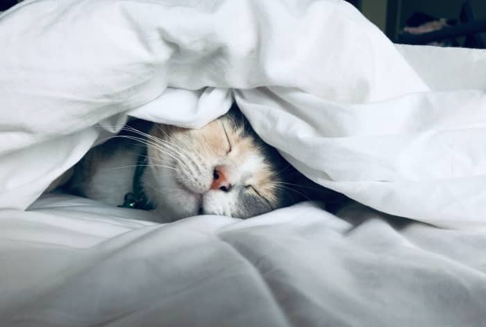 Кошачий сон — нормальная часть кошачьего поведения.