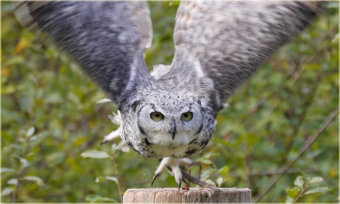 8-reasons-owls-make-great-pets-pethelpful