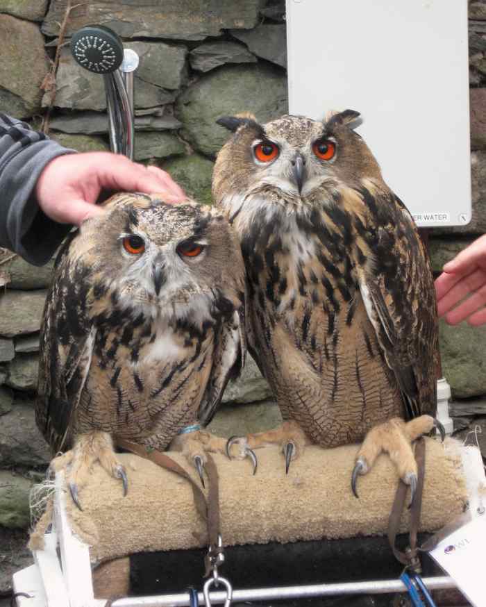 8 Reasons Owls Make Great Pets PetHelpful