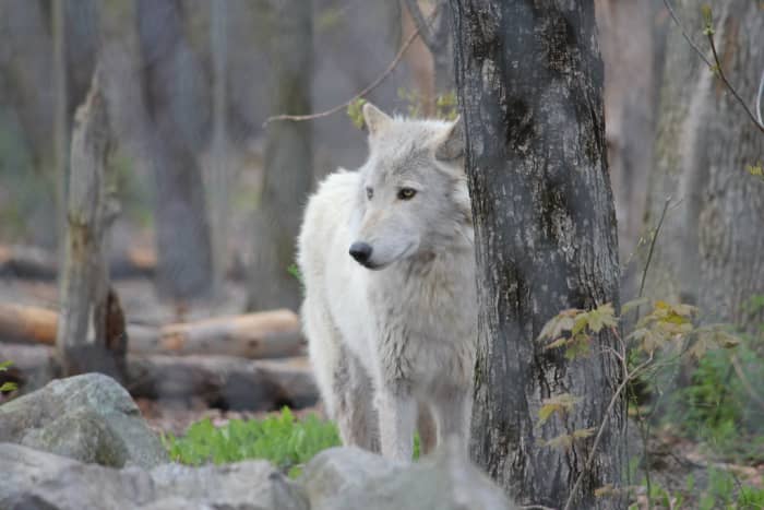 DFA thinks dogs should be fed like wolves.