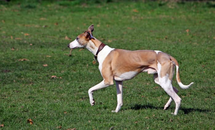 Sight hounds are one of the few breeds where an ideal weight means you can see the last two ribs