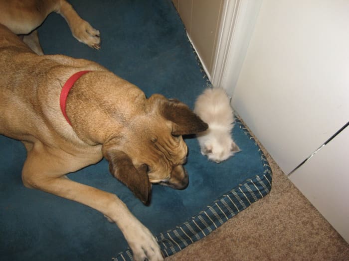 Some dogs love cats! A dog's temperament rather than breed is one of the biggest deciding factors of whether it will get along with cats and small animals.