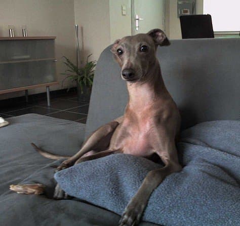 The Italian Greyhound is good in apartments, hypoallergenic, and can be kept clean each day by wiping down with a moist cloth.