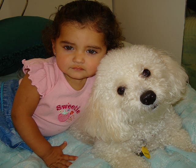 The Bichon is small enough to be good in an apartment and does not spread many allergens.