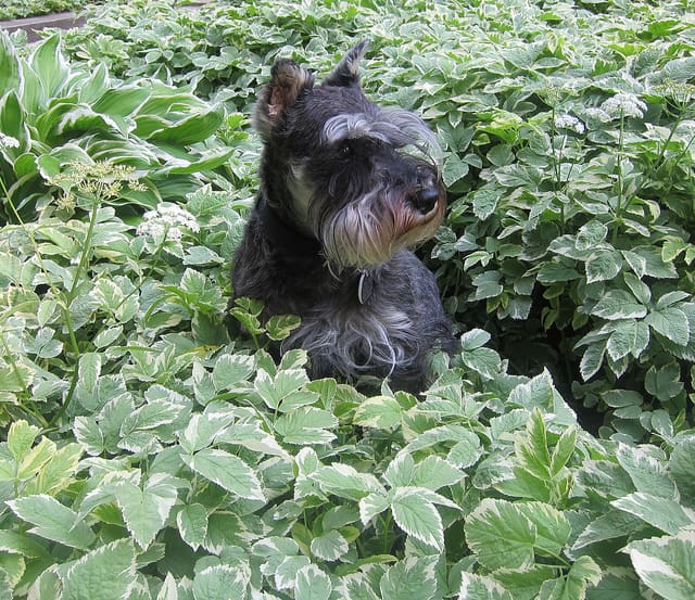 Miniature Schnauzers are alert and make excellent watchdogs.