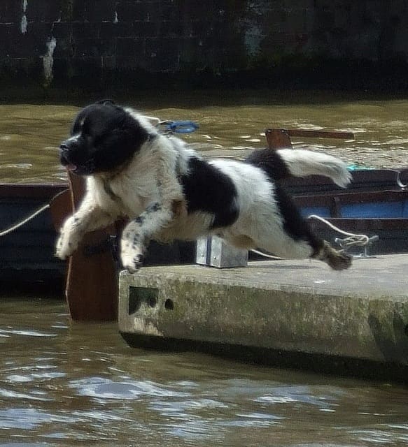 A Newfoundland is a great choice if your child likes to hang out at the lake.