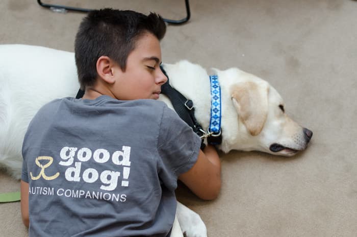 Labradors are the most popular service dogs and also the most popular dog worldwide.