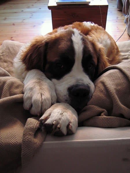 A Saint Bernard benefits from being walked but will probably not ask for it.
