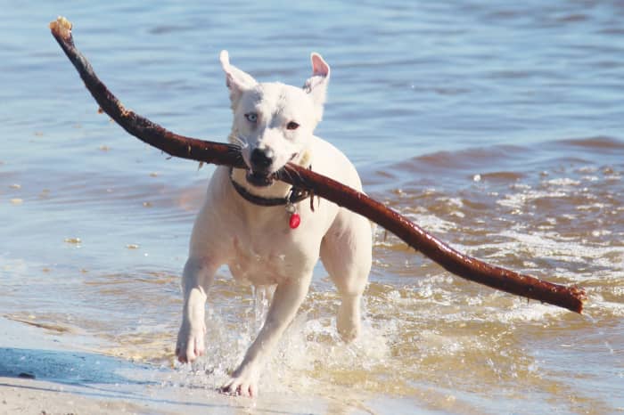 Vets see many dogs with stick related injuries and advise owners not to let their dogs play with sticks