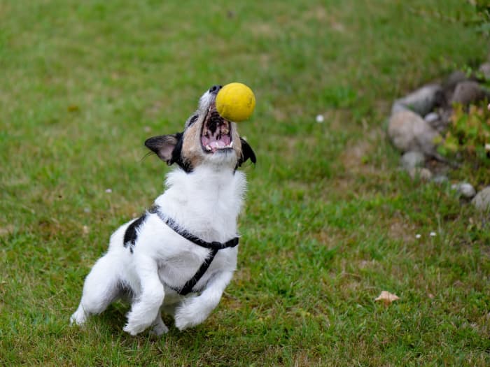 Repetitive strain injuries and other chronic conditions can result from constant ball catching