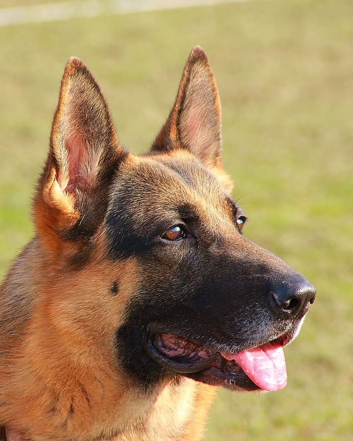 Up-close photo of the German Shepherd's head. Notice the dog's straight ears that sit perpendicular to the ground.