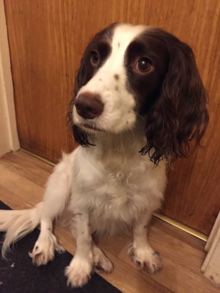 Photo 1 of a spaniel. She has adopted a 'puppy' sit with her back left leg tucked under her. She has luxating patella (slipping kneecaps) which cause her to sit this way.