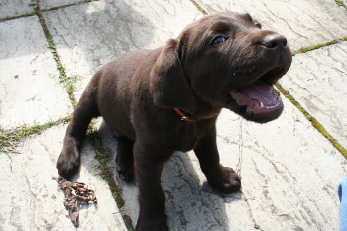 The lazy sit in a puppy is perfectly normal and not necessarily a sign of something wrong.