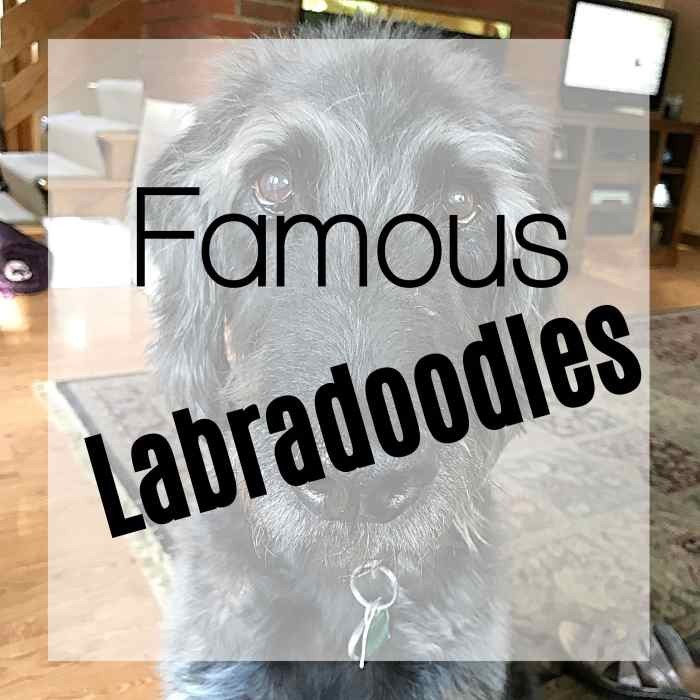 200+ Awesome Names for Labradoodles PetHelpful