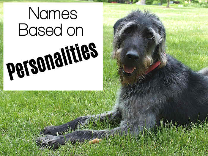 200+ Awesome Names for Labradoodles PetHelpful