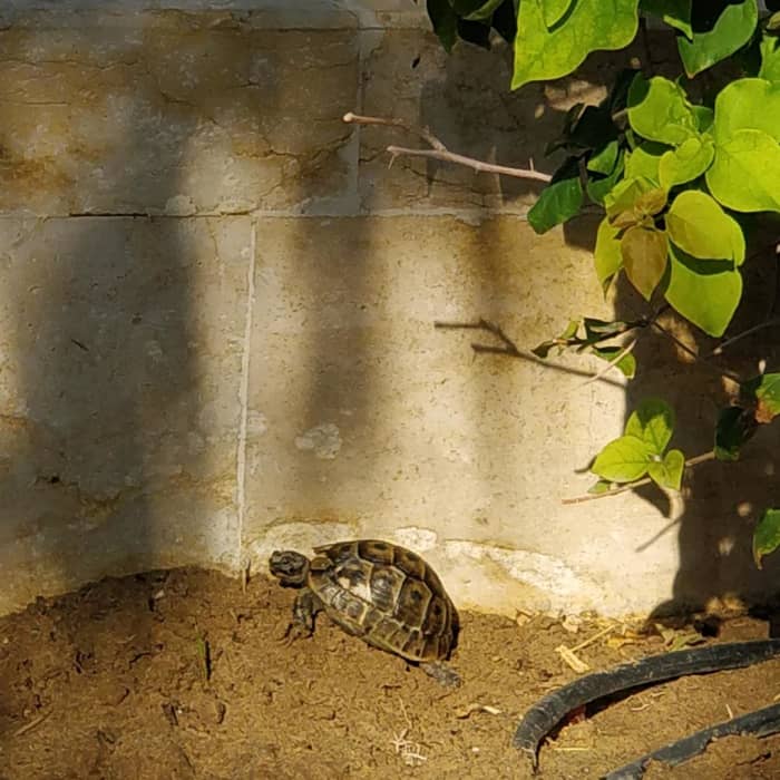принося домой греческую черепаху со шпорой на бедре