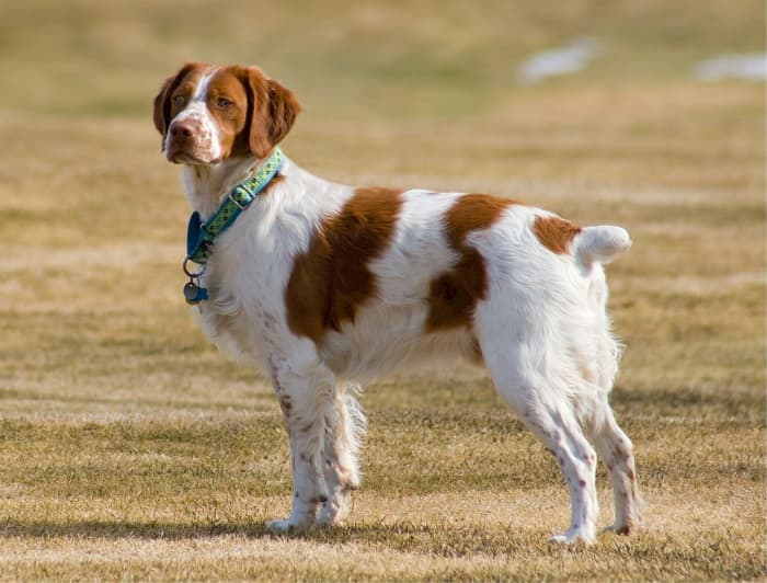 A Brittany Spaniel participating in a local dog show. Notice the dog's beautiful white and brown coat.