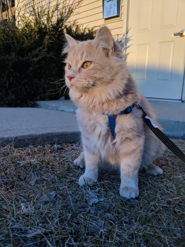 Cats can be trained to walk on a leash. Photo by Rbreidbrown / CC BY-SA (https://creativecommons.org/licenses/by-sa/4.0)