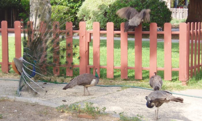 This photo was taken next to their feeding yard. The young male is trying to entice any of the four females to mate with him. No one was interested.