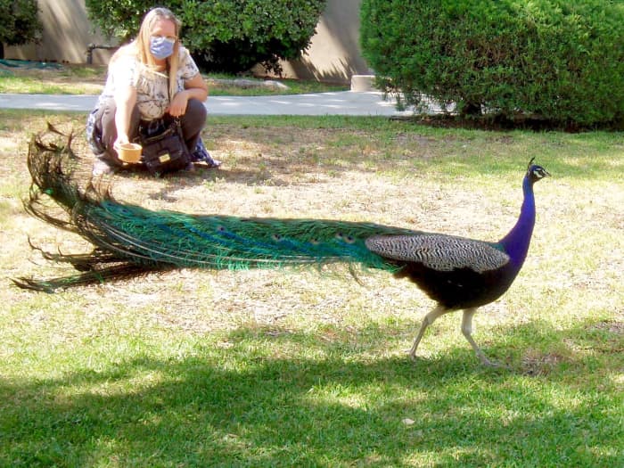 Although this woman usually just throws seeds out, here she is enticing a wary peacock with a cup of bird feed, while I watch.
