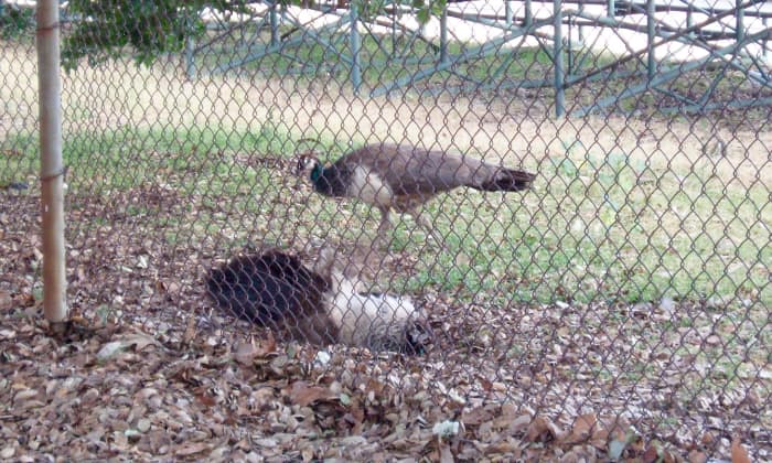 Protected by the school fence, one peahen digs her nest in the ground, while the other keeps a watch out.