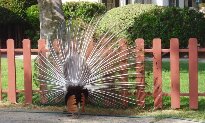 As part of the enticement, males slowly turn their bodies around to show the back side, which they then shudder back and forth, making their feathers shake and rattle. Yes, you can hear the rattle.