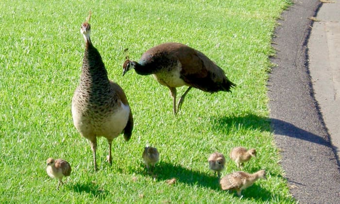 It was awkward taking photos from my school bus with the kids onboard, so I drove to the Arboretum to get shots of babies.