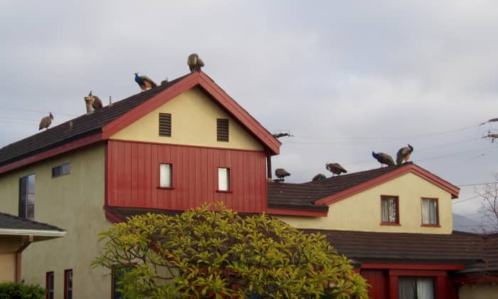 Peafowl roosting on the roof of their favorite house down the street from the school.