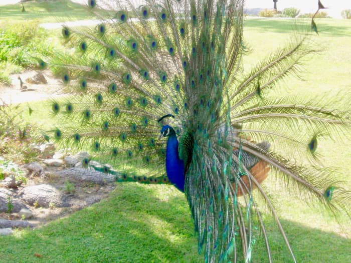 This older peacock is in the middle of a rattle. Note how his tail feathers are blurred, as they shake about. You can even see some of them clicking together on the right.