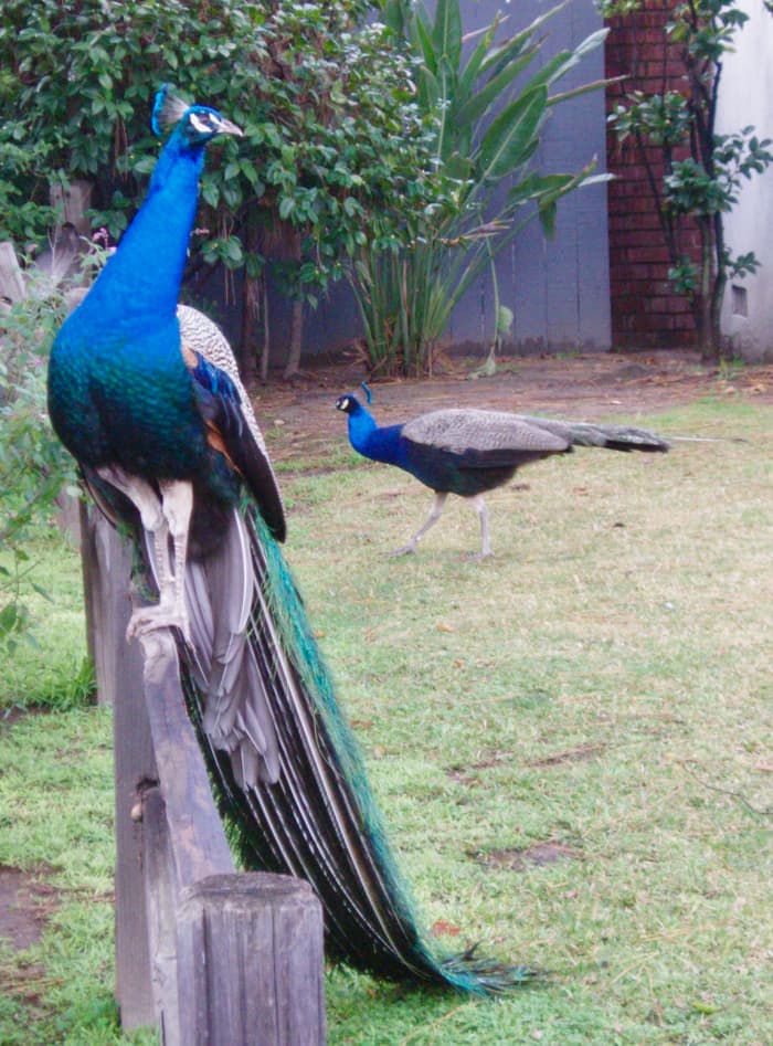 The younger male on the right has a much shorter tail than the older male on the left.