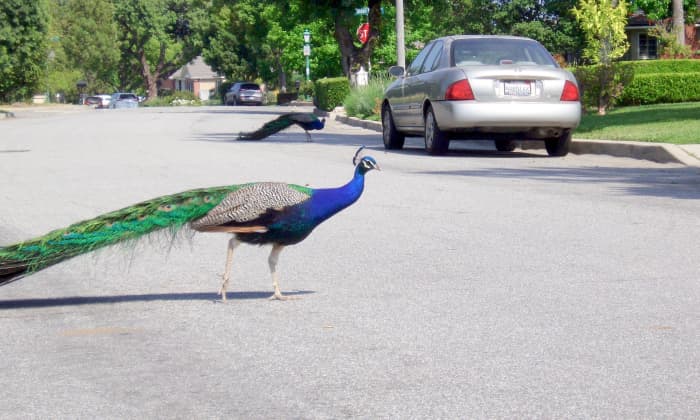 Peacocks are slow-walking birds, so they often stop traffic when they cross the street. They're so beautiful to watch, though, that most people don't mind. This is a street in Arcadia, not far from the Santa Anita Shopping Mall.