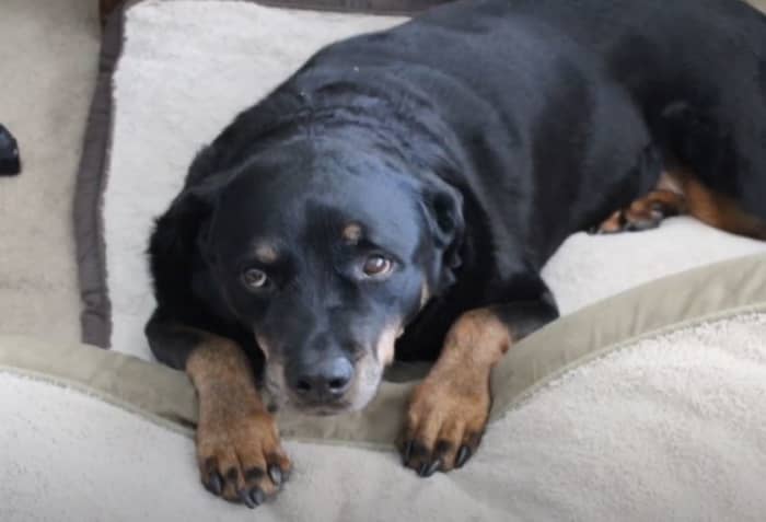This dog has ears back and a tense face and is suffering from a pinched nerve in the neck