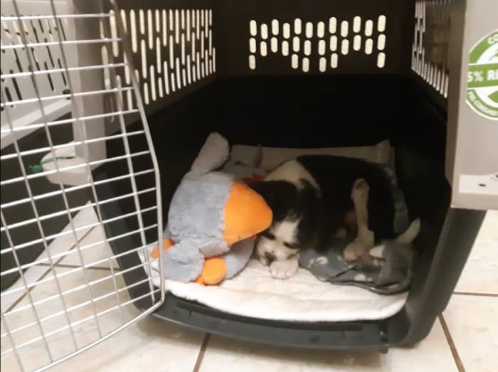 This restless puppy fell asleep in no time with the help of Smart Pet Love's Snuggle Puppy Behavioral Aid.