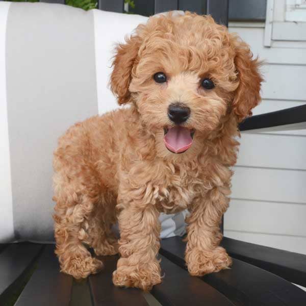 The 7 Best Miniature Dog Breeds: Toys and Teacups - PetHelpful