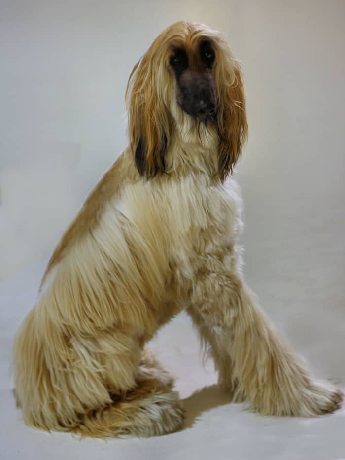 Afghan Hound posing for the camera. Notice how the dog's facial coloration contrasts sharply with its coat.