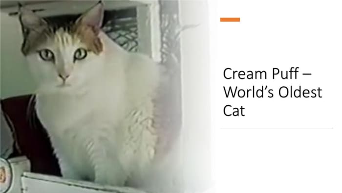 "Creme Puff", world's oldest cat