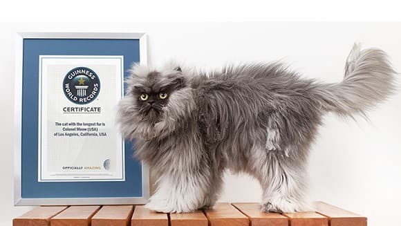 Colonel Meow holds the Guinness World Record for "cat with the longest fur."