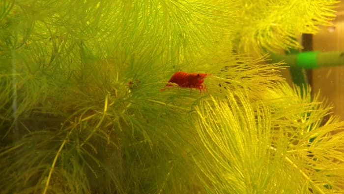 Cherry Shrimp! At times these little guys appear as a tiny lobster. Shrimp enjoy exploring a green jungle in the aquarium.