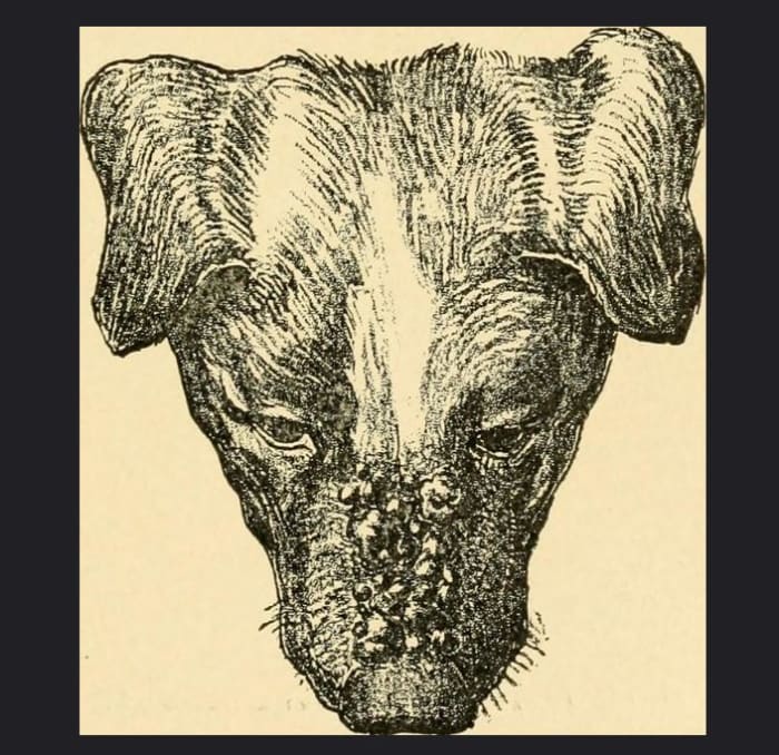 "Acne of the nose. tends to encourage the growth of bacteria which invade the hair-folliclesand sebaceous gland."