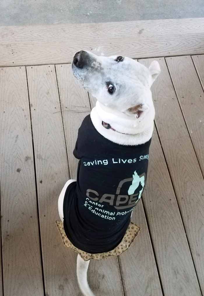 How to Successfully Adopt a Dog From a Rescue or a Shelter PetHelpful